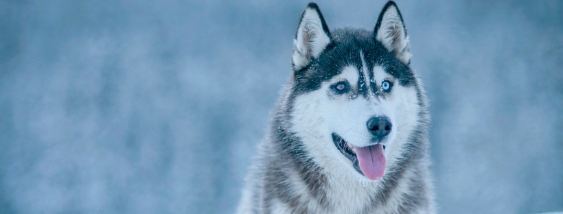 Huskies You Need to Follow on Instagram Right Now