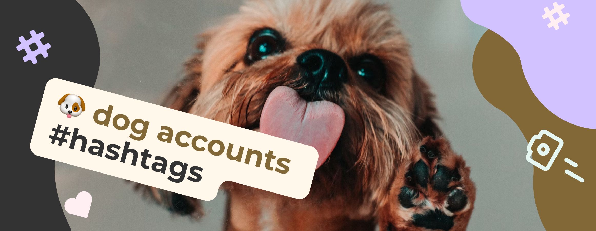 Dog hashtags for Instagram likes - best Ig tags for dog accounts