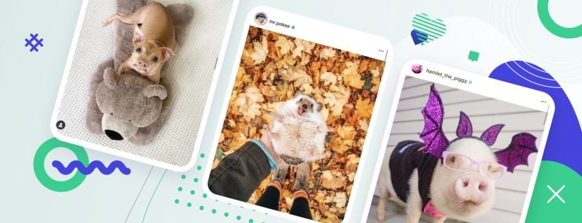 Instagram Petfluencers: Marketing Hacks from Animals