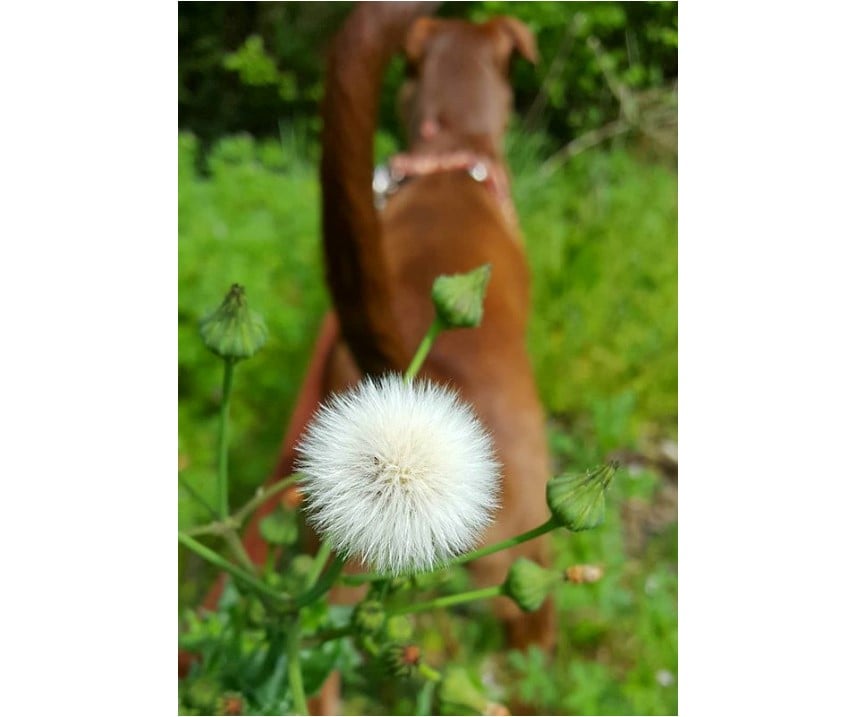 dog and a flower