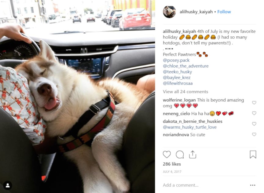 Sleeping husky in a car