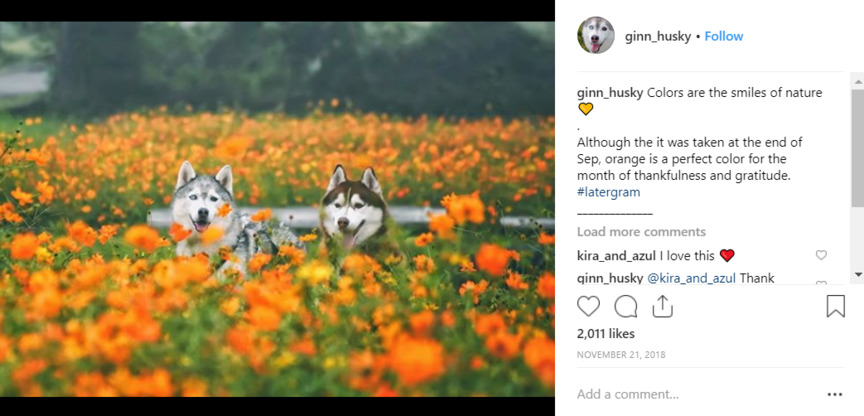 two huskies in flowers