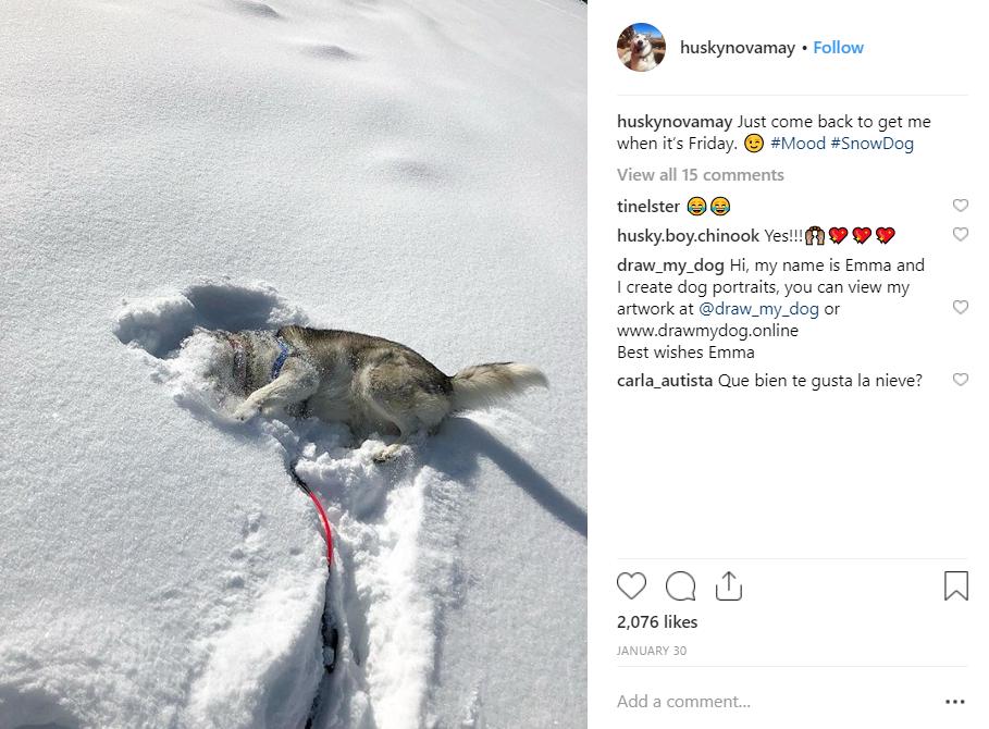 snow-covered husky