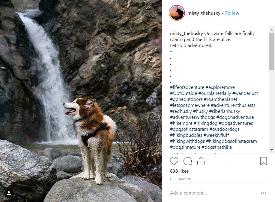 Husky near the waterfall