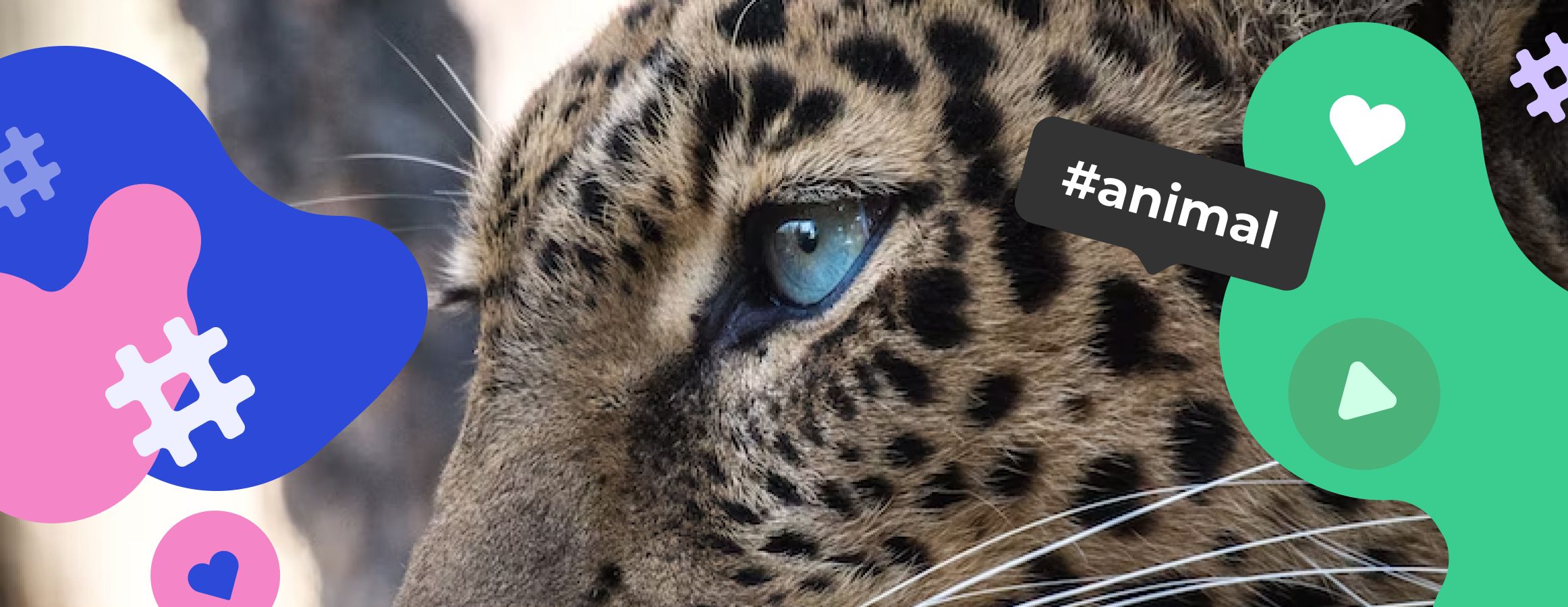 Animal hashtags for Instagram | Inflact