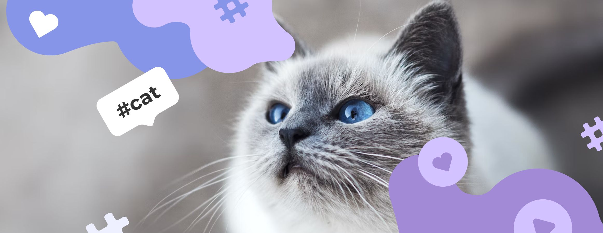 Cat hashtags for Instagram | Inflact