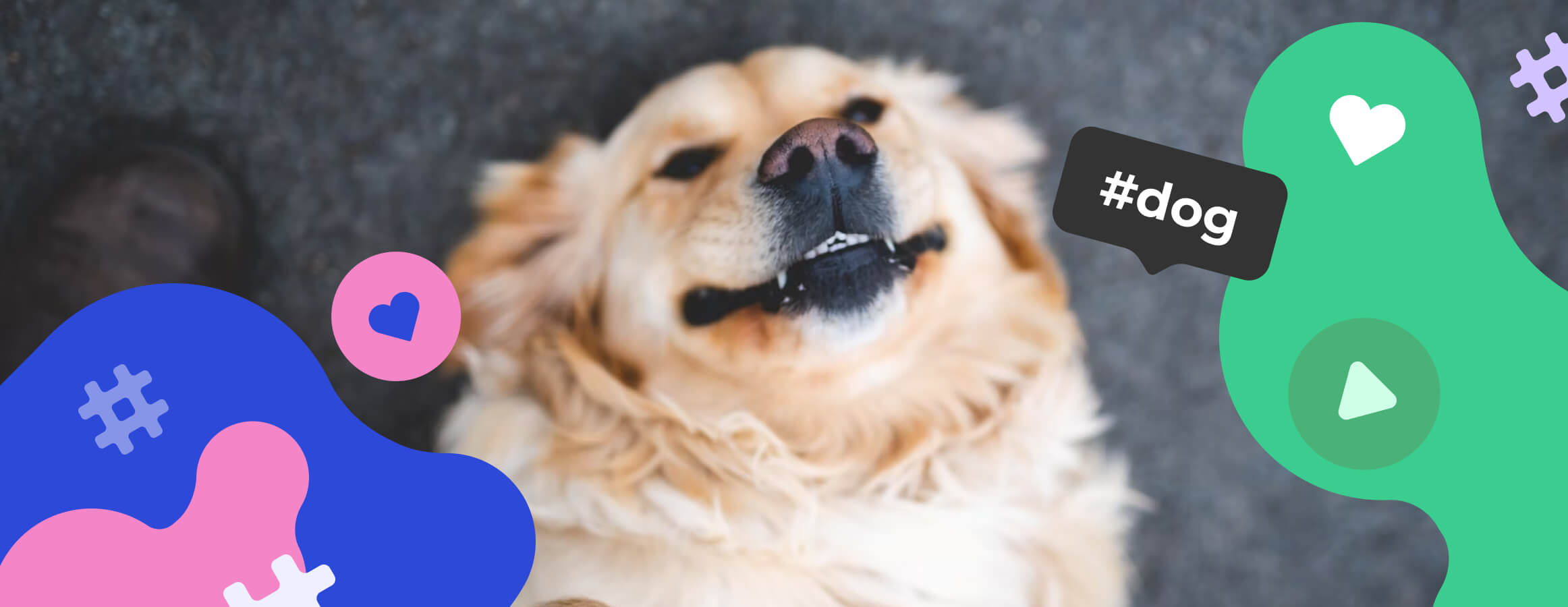 Dog hashtags for Instagram | Inflact